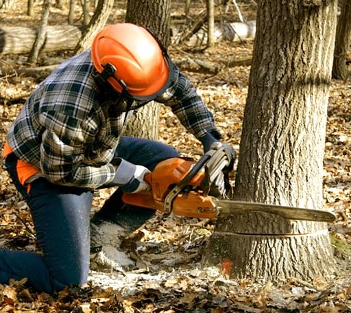 Tree Removal in Wheatland, OK
